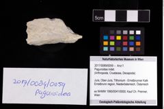 Foto (Objekt + Etikett) von Paguroidea indet.  (NHMW-GEO-2017-0089-0059)